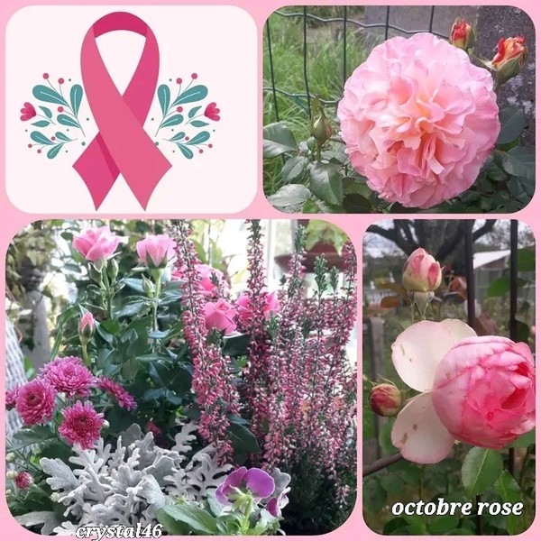 OCTOBRE ROSE