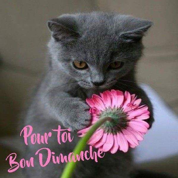 Résultat de recherche d'images pour "bon dimanche"