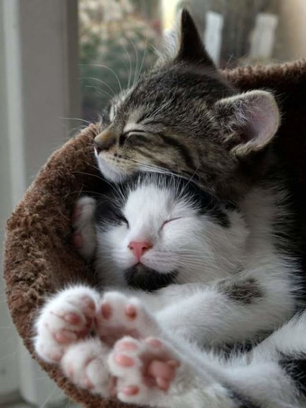 TENDRESSE