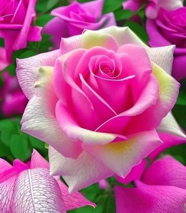 J'ADORE LES FLEURS